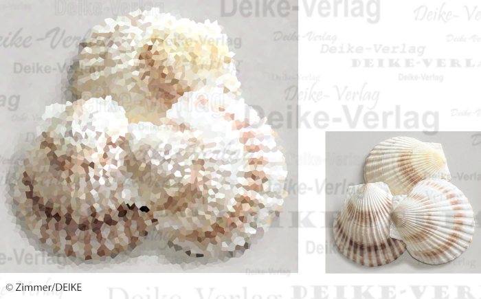 Muscheln - Fotorätsel