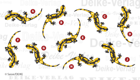 Salamander - Einer Fällt aus der Reihe