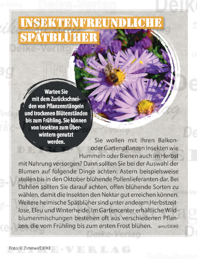Insektenfreundliche Spätblüher