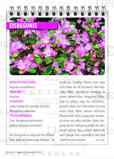 Garten und Pflanzen: Eisbegonie