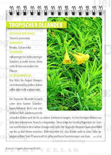 Tropischer Oleander