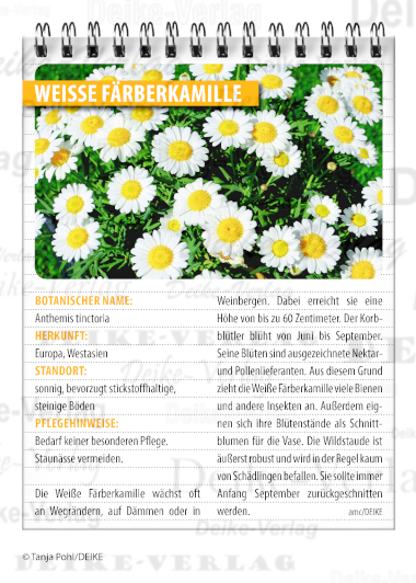 Garten und Pflanzen: Weisse Färberkamille