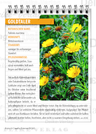 Garten und Pflanzen: Goldtaler