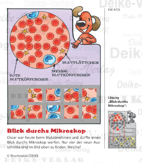 Blut - Oscar der schlaue Dackel KW 4725