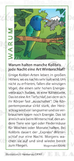 Warum halten manche Kolibris jede Nacht eine Art Winterschlaf?