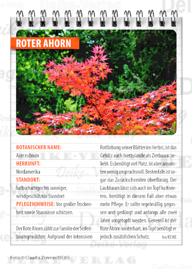 Garten und Pflanzen: Roter Ahorn