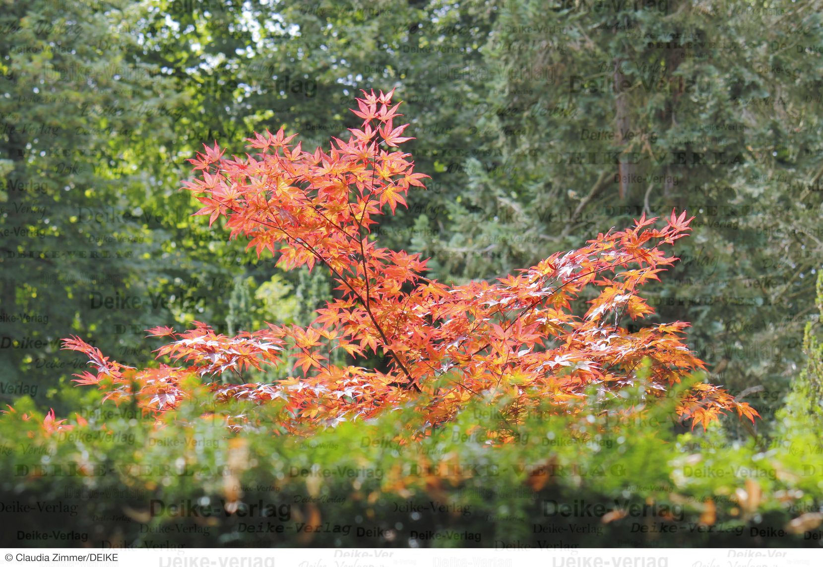 Garten und Pflanzen: Roter Ahorn