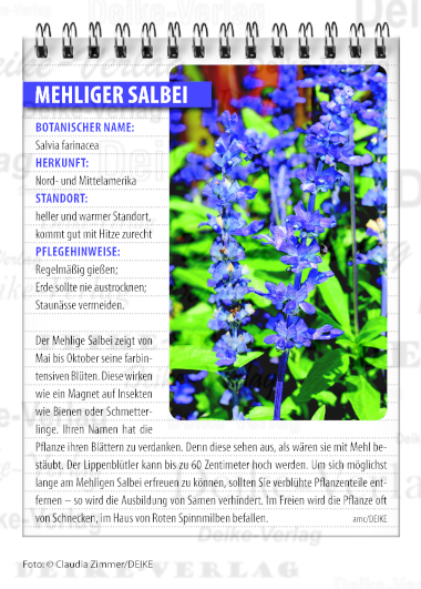 Garten und Pflanzen: Mehliger Salbei
