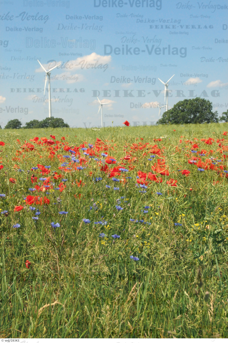 Mohnfeld mit Windkraft
