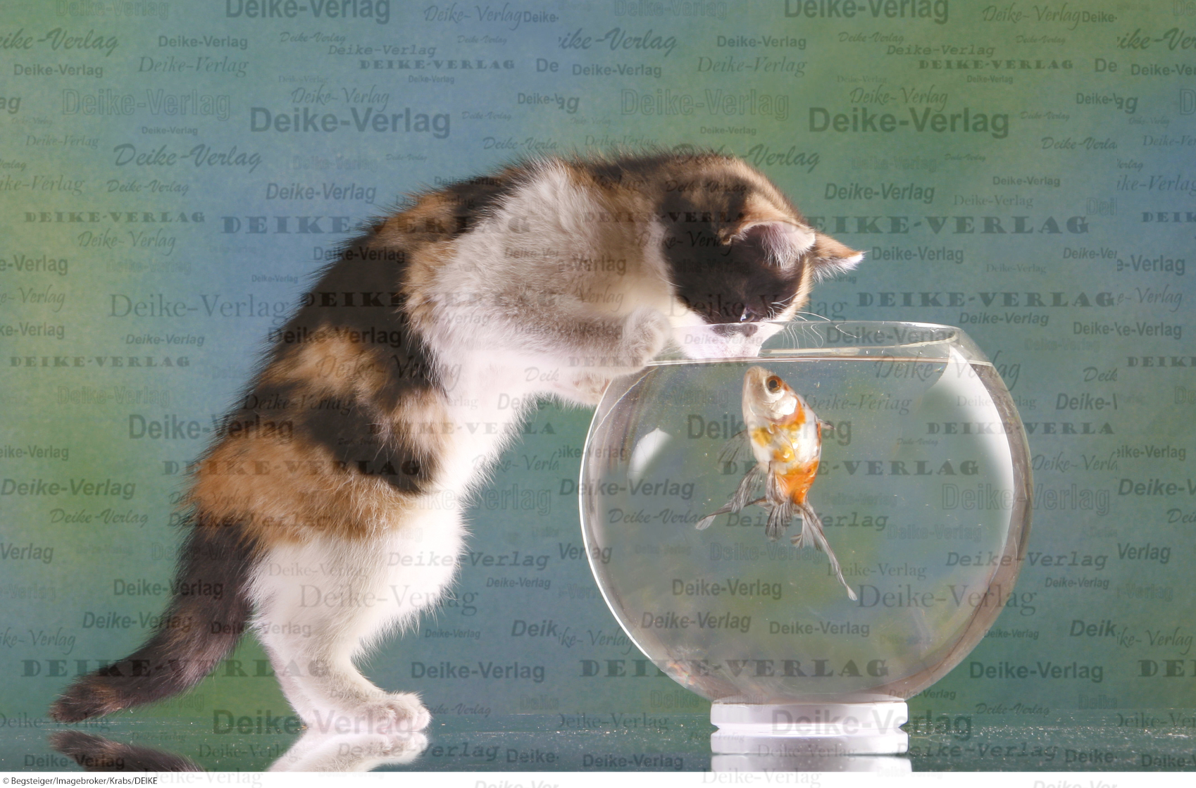 Katze und Fisch