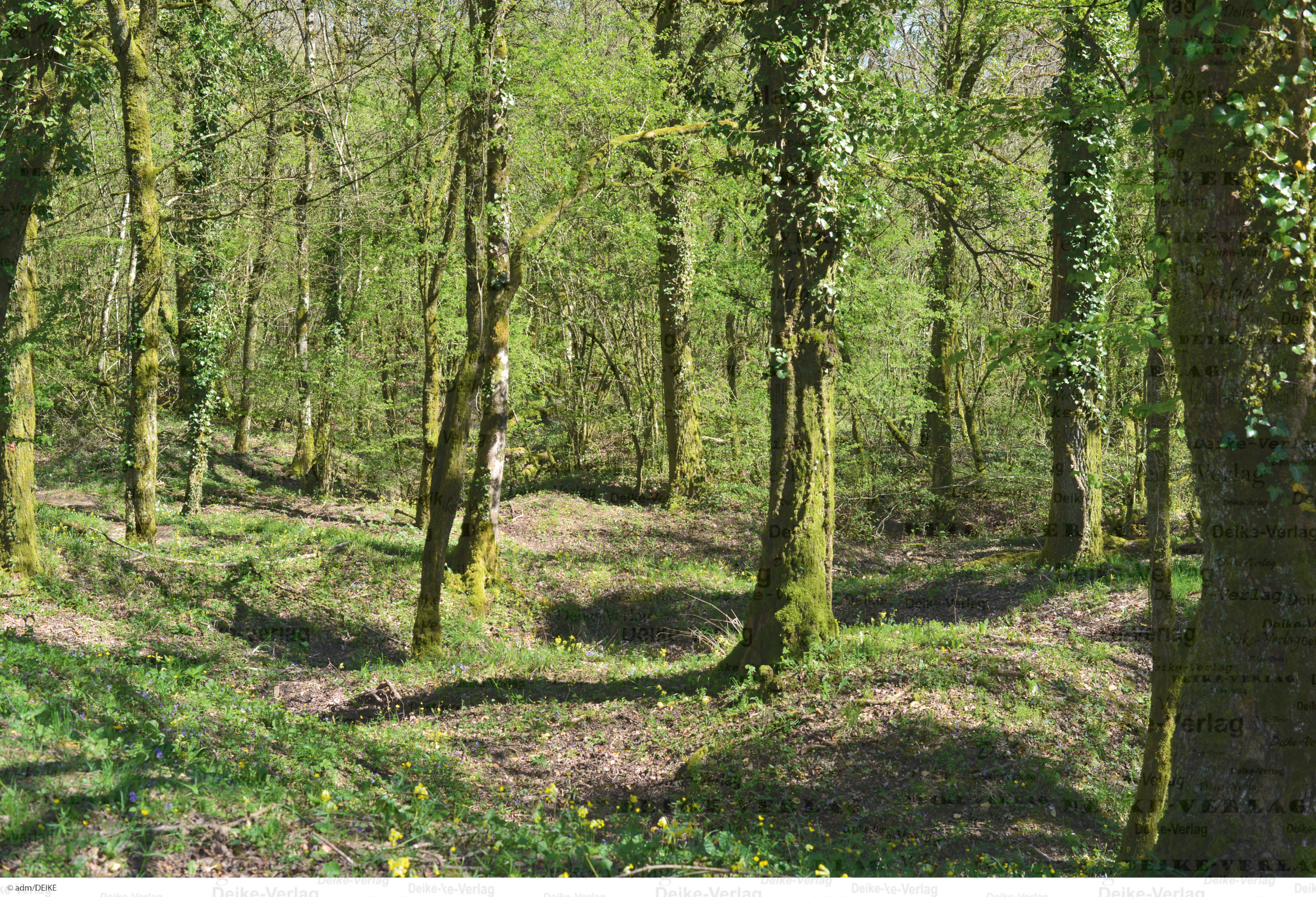 Wald bei Verdun